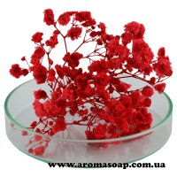 Гипсофила стабилизированная красная 1 г