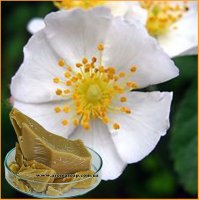 Воск Розы (Rosa Multiflora Flower Wax)